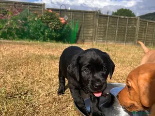 Labrador Retriever dogs Two pups left-KC Reg, black bitch and red dog - Advert 3