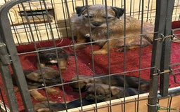 Border Terrier dogs for sale: Border Terrier pups - Image 2