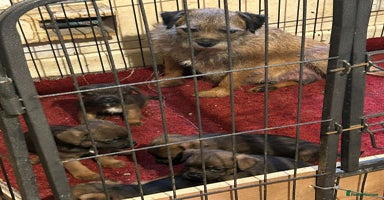 Border Terrier dogs - Advert 4