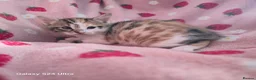 Mixed Breed cats for sale: Adorable Bengal x Shorthair Kittens  - Advert 7