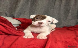 American Bulldog dogs for sale: American Bulldog - Image 29