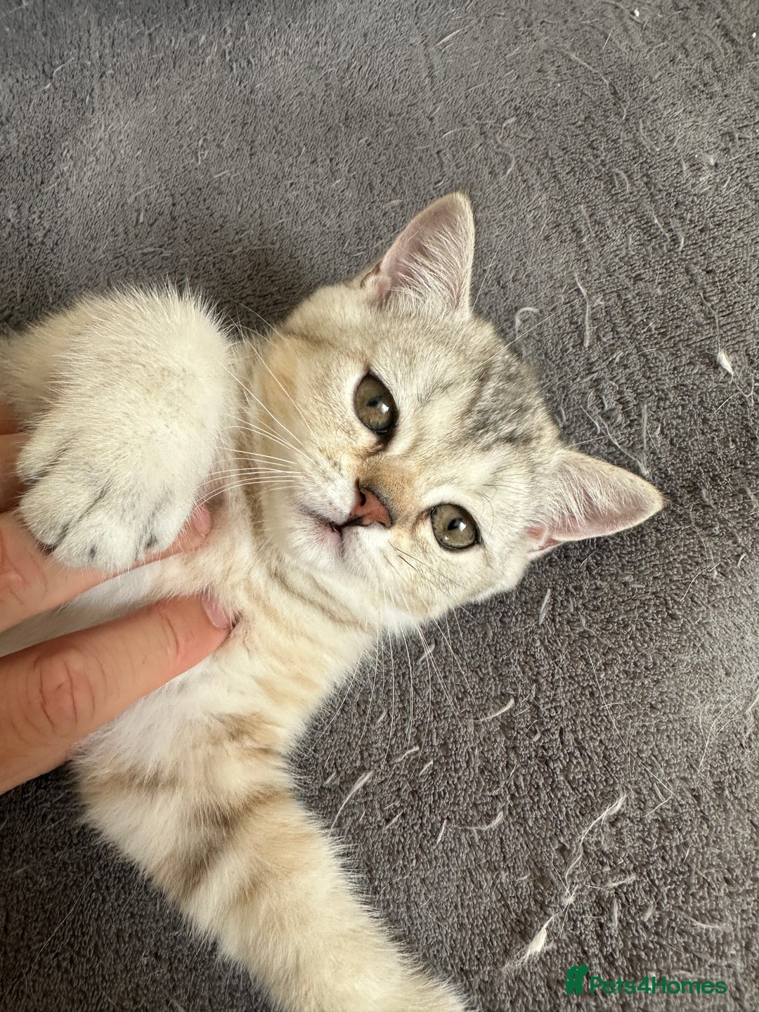 British Shorthair cats for sale: Stunning British Shorthair  - Image 17