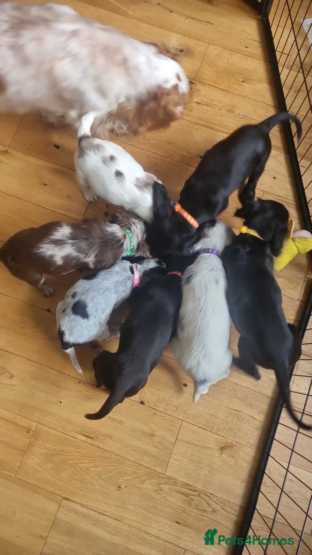 Cocker Spaniel dogs for sale: 7 Beautiful Cocker Spaniel Puppies in Girvan - Advert 10