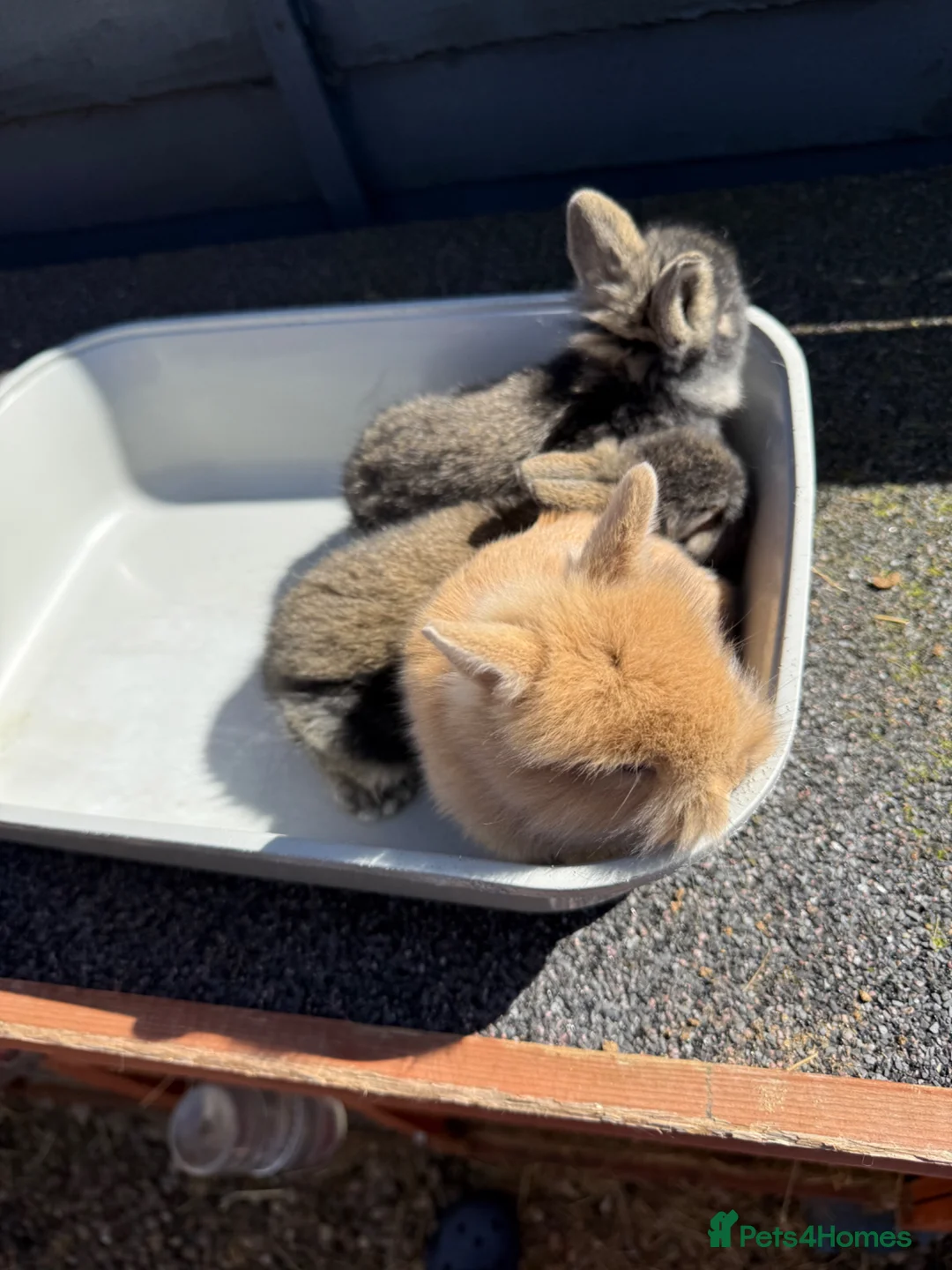 Lionhead rabbits for sale: Lionhead rabbits for sale in Liverpool - Advert 2