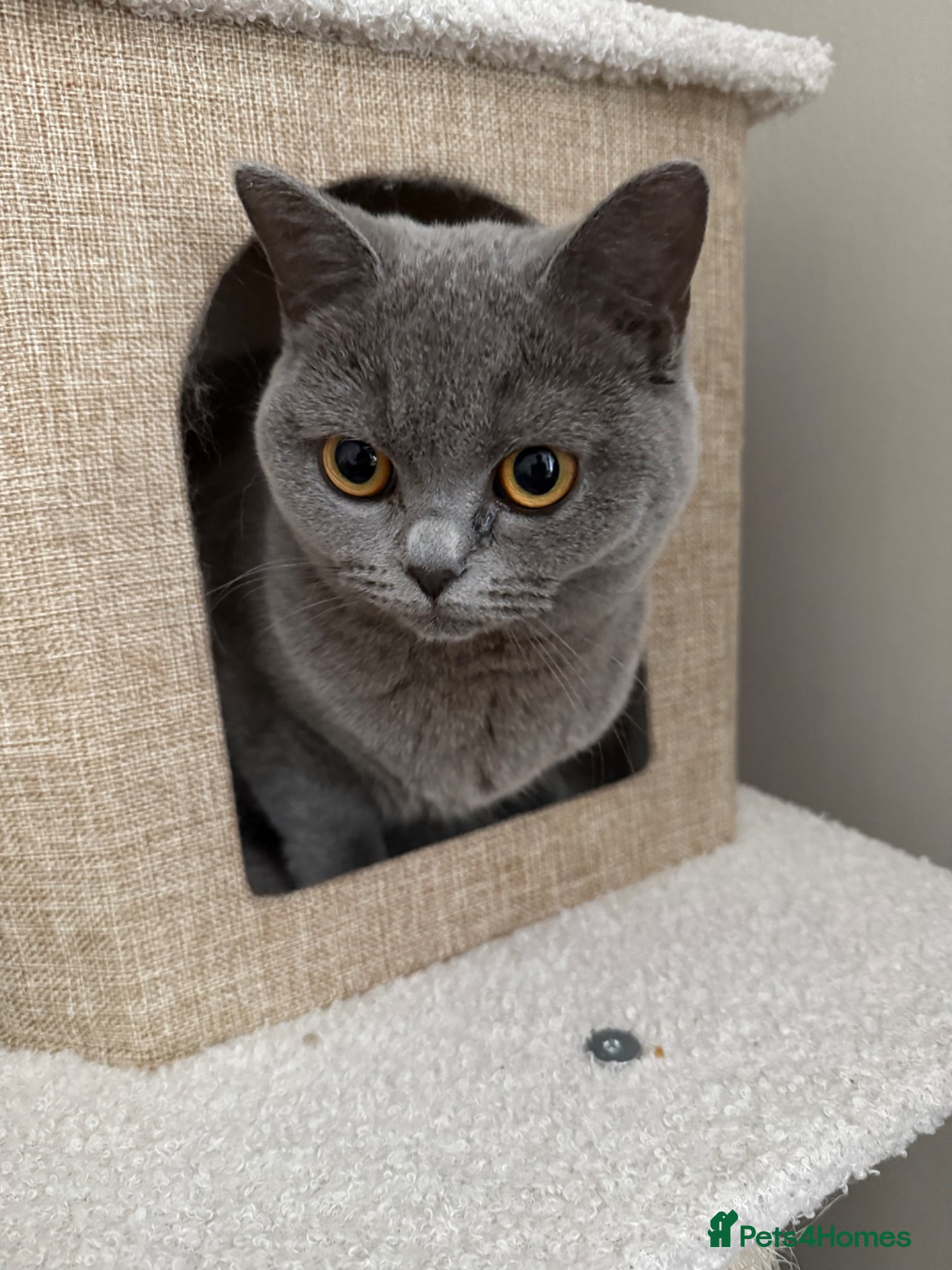 British Shorthair cats British Shorthair Female  - Advert 11