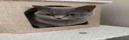 British Shorthair cats for sale: British Shorthair Female  in Walsall - Advert 1