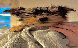 Yorkshire Terrier dogs for sale: Puppy Yorkshire Terrier  - Advert 5