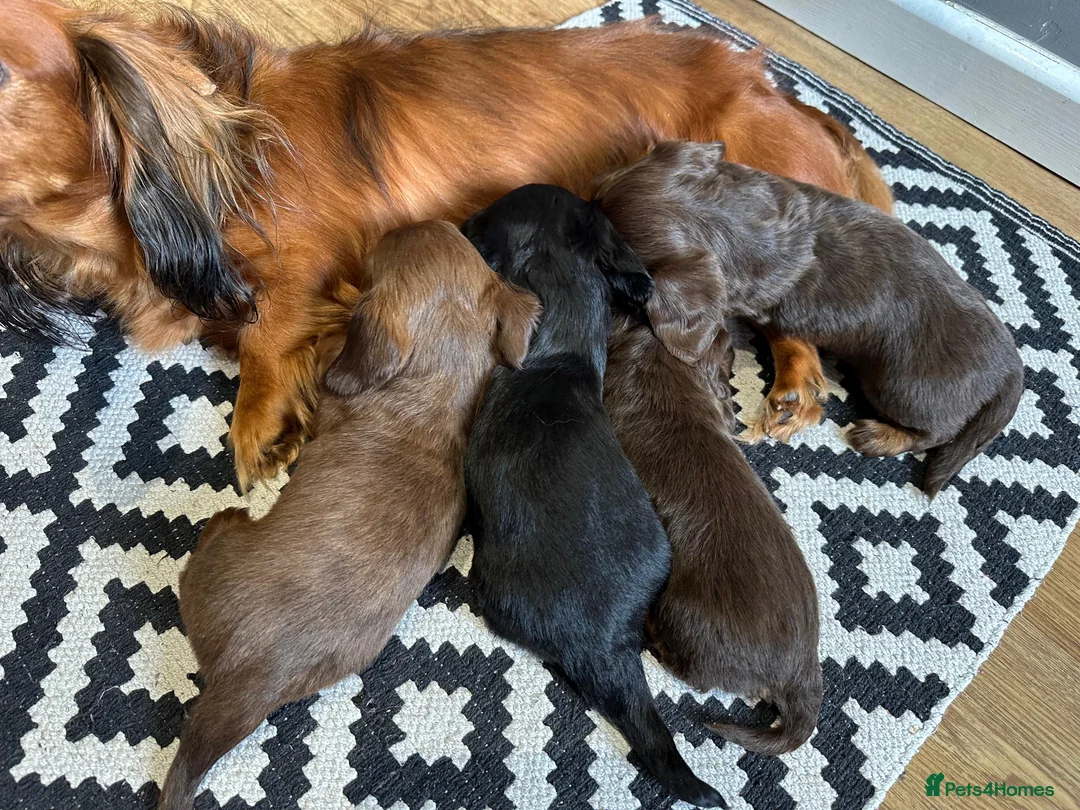Miniature Dachshund dogs for sale: Long-Haired Miniature Dachshund Puppies  - Advert 11