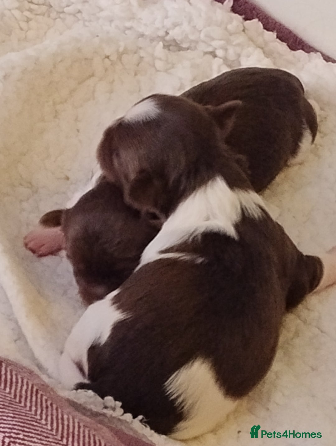 Biewer Terrier dogs for sale: 4 biewer Yorkshire terrier puppies for sale  - Advert 14