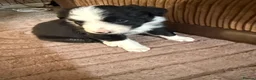 Border Collie dogs for sale: Border collie puppies for sale  - Advert 9