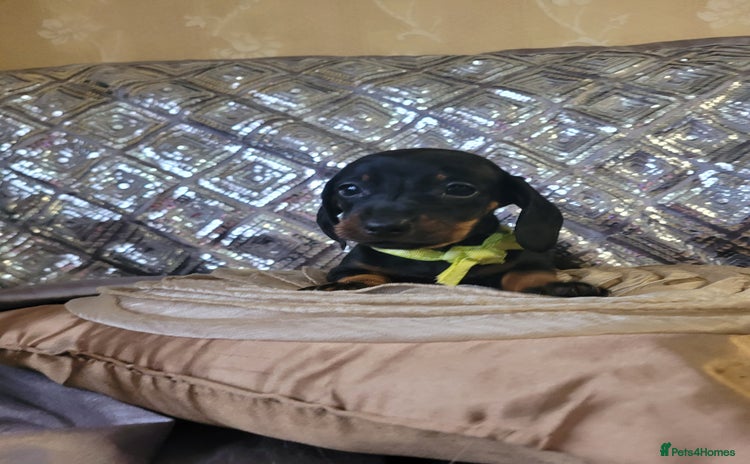 Miniature Dachshund dogs - Advert 1