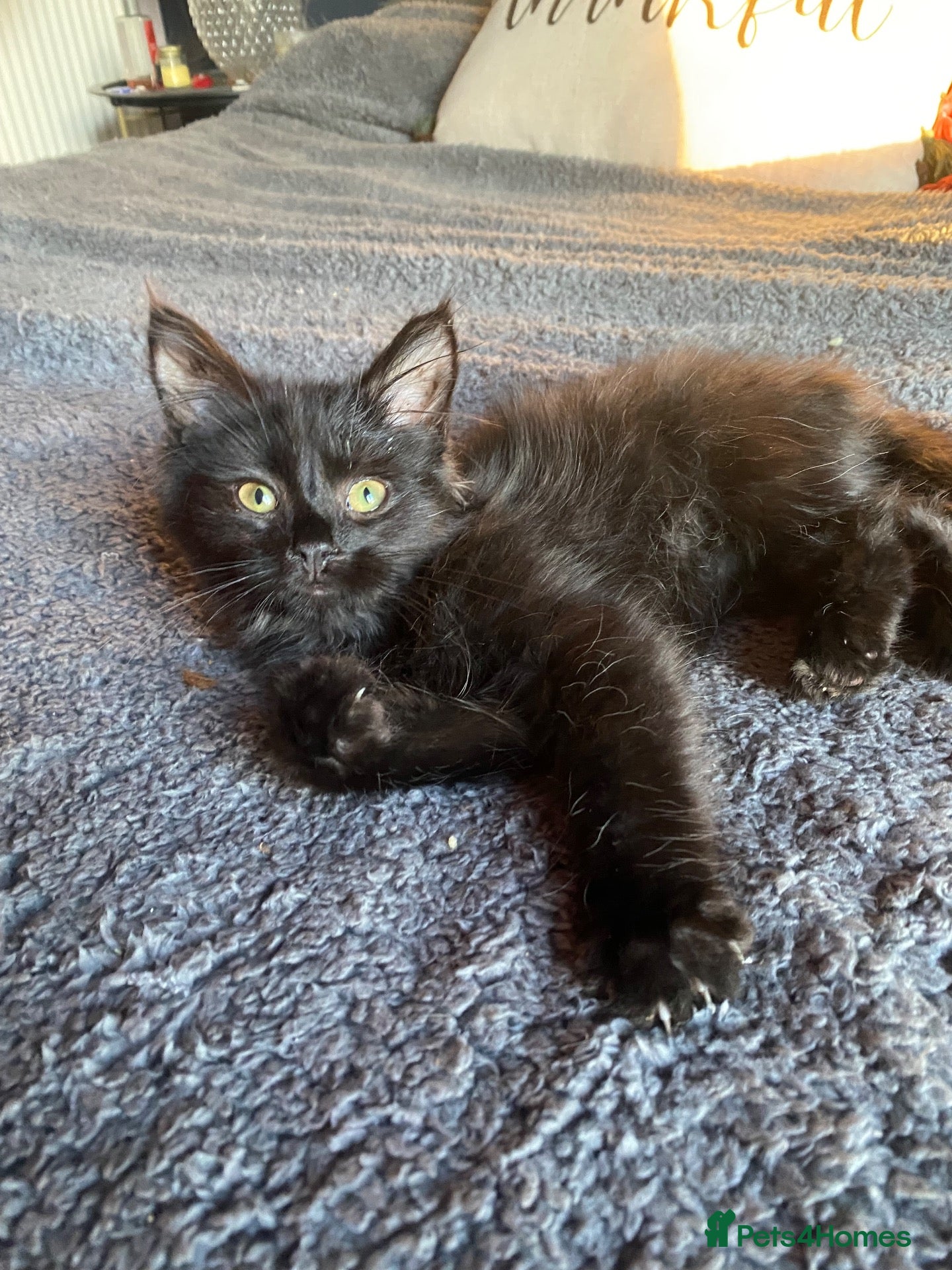Mixed Breed cats for sale: Kittens ready today for new homes - Advert 12