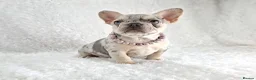 French Bulldog dogs for sale: Stunning Quality French Bulldog Puppies  - Advert 10