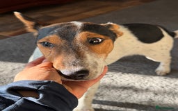 Fox Terrier dogs for adoption: Sweet Mizzo looking for LOVE - Image 26