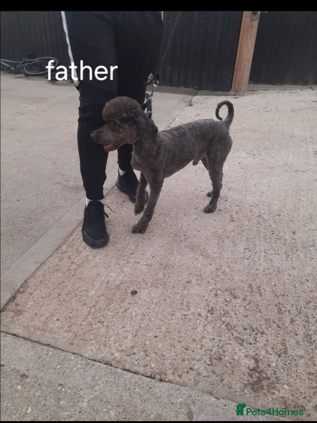 Cockapoo dogs for sale: 5 cockapoo puppies - Image 7