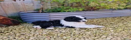 Sheepadoodle dogs for sale: Beautiful F1 Sheepadoodles  - Advert 11