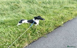 Fox Terrier dogs for sale: Looking for new home - Image 1