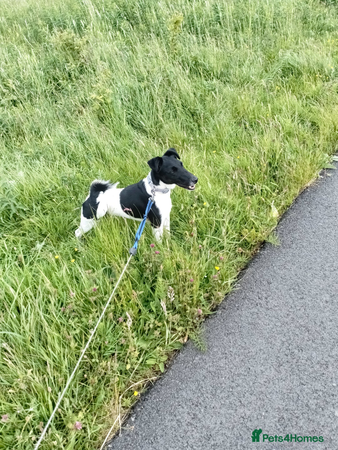 Fox Terrier dogs for sale: Looking for new home - Image 1