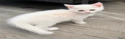 Persian cats for sale: Ready now persian x white girls - Advert 5