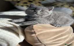 British Shorthair cats for sale: 2 male British shorthair  - Image 5