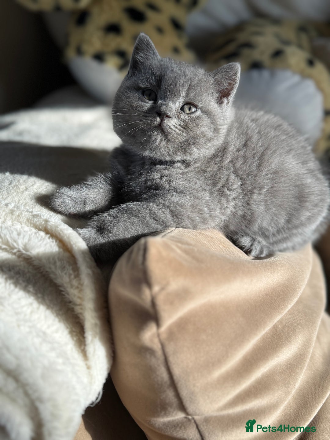 British Shorthair cats for sale: 2 male British shorthair  - Image 5