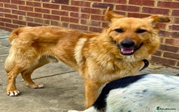German Shepherd dogs for adoption: Ridgey – The Dog They Left Behind - Image 2