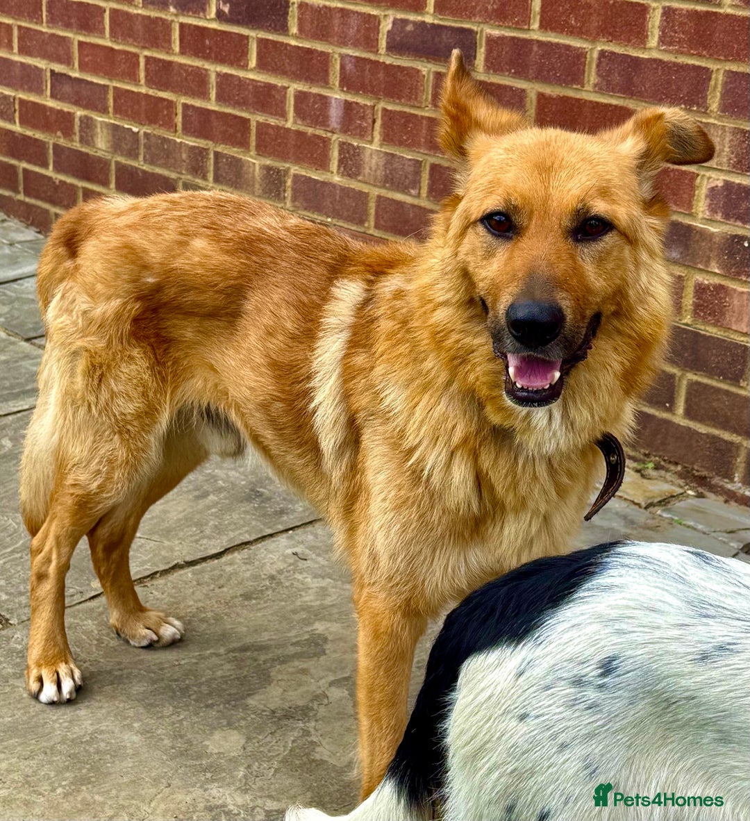 German Shepherd dogs for adoption: Ridgey – The Dog They Left Behind - Image 2