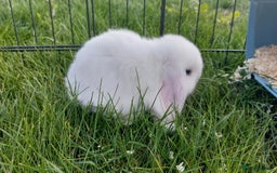Mini Lop rabbits for sale: 💕Gorgeous purebred mini lops 💕 - Image 3