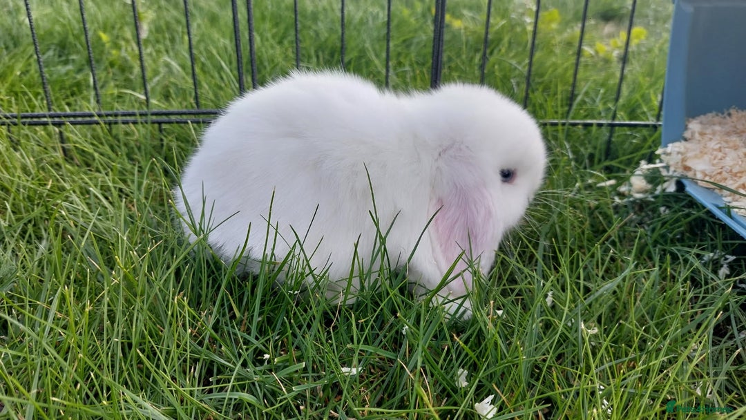 Mini Lop rabbits for sale: 💕Gorgeous purebred mini lops 💕 - Image 3