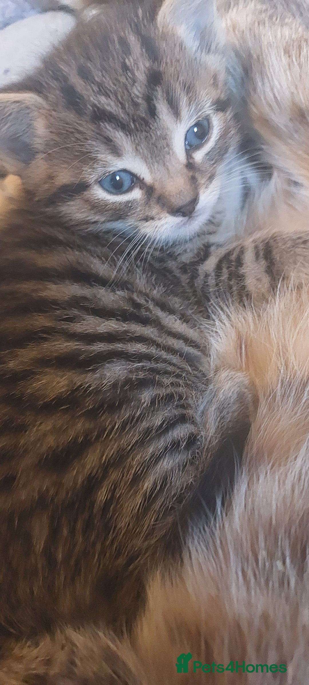 Mixed Breed cats for sale: Kitten - Advert 1