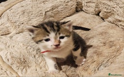 Mixed Breed cats for sale: 4 male kittens remaining, ready 25th October - Image 22