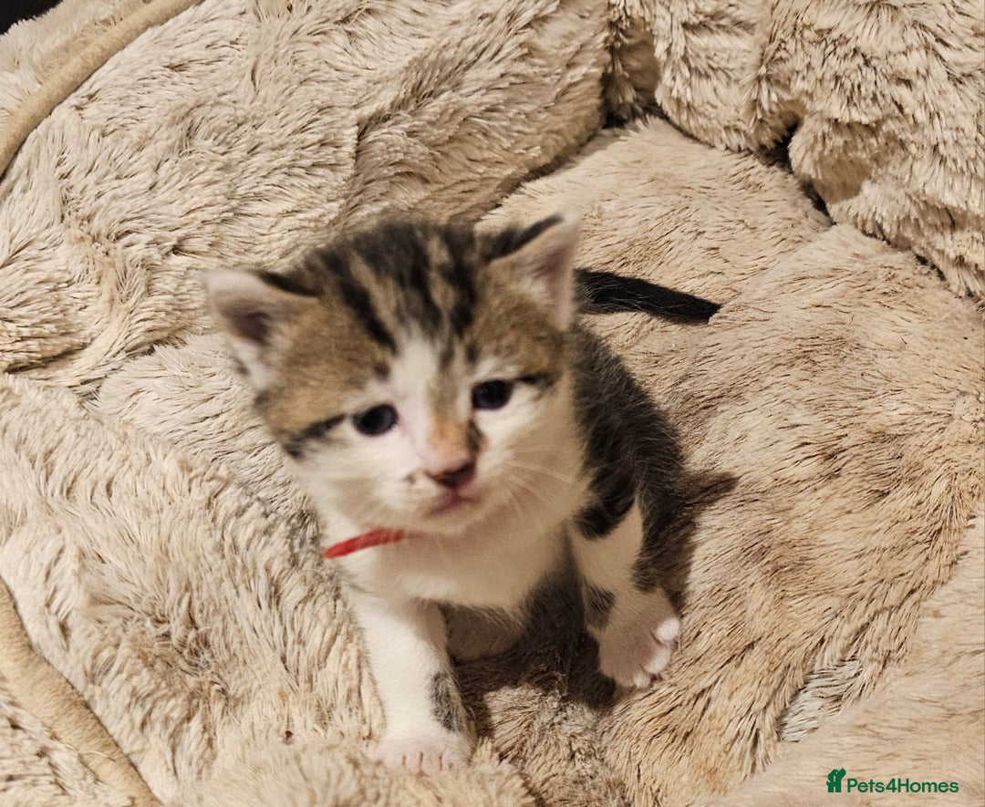 Mixed Breed cats for sale: 4 male kittens remaining, ready 25th October - Image 22