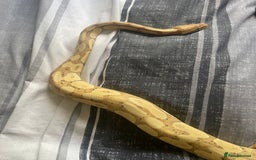 Python Snake reptiles for sale: Banana python with set up 3 years old  - Image 3