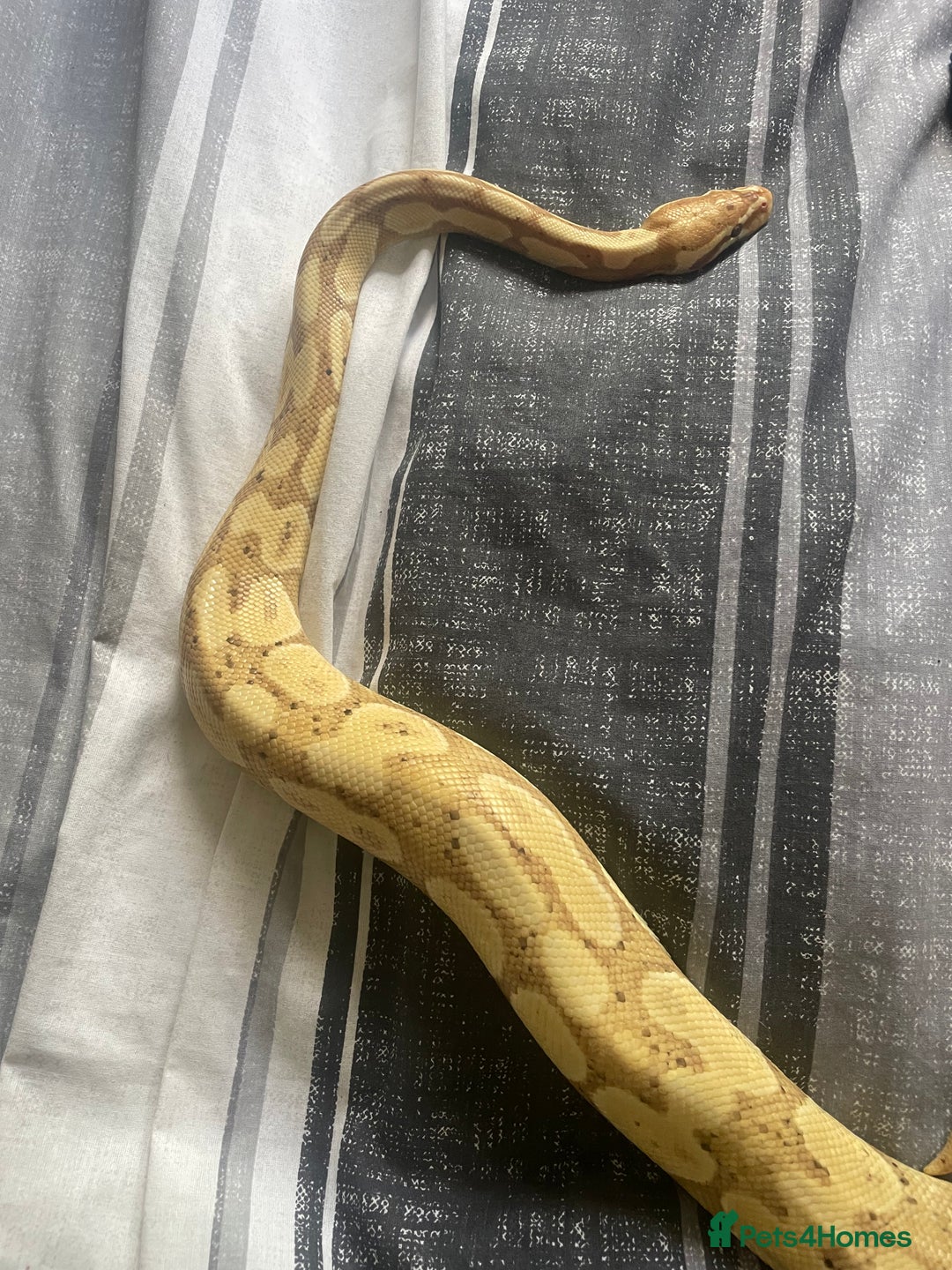 Python Snake reptiles for sale: Banana python with set up 3 years old  - Image 3