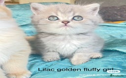 British Shorthair cats for sale: Gorgeous pure breed colour point and golden kitten - Image 5