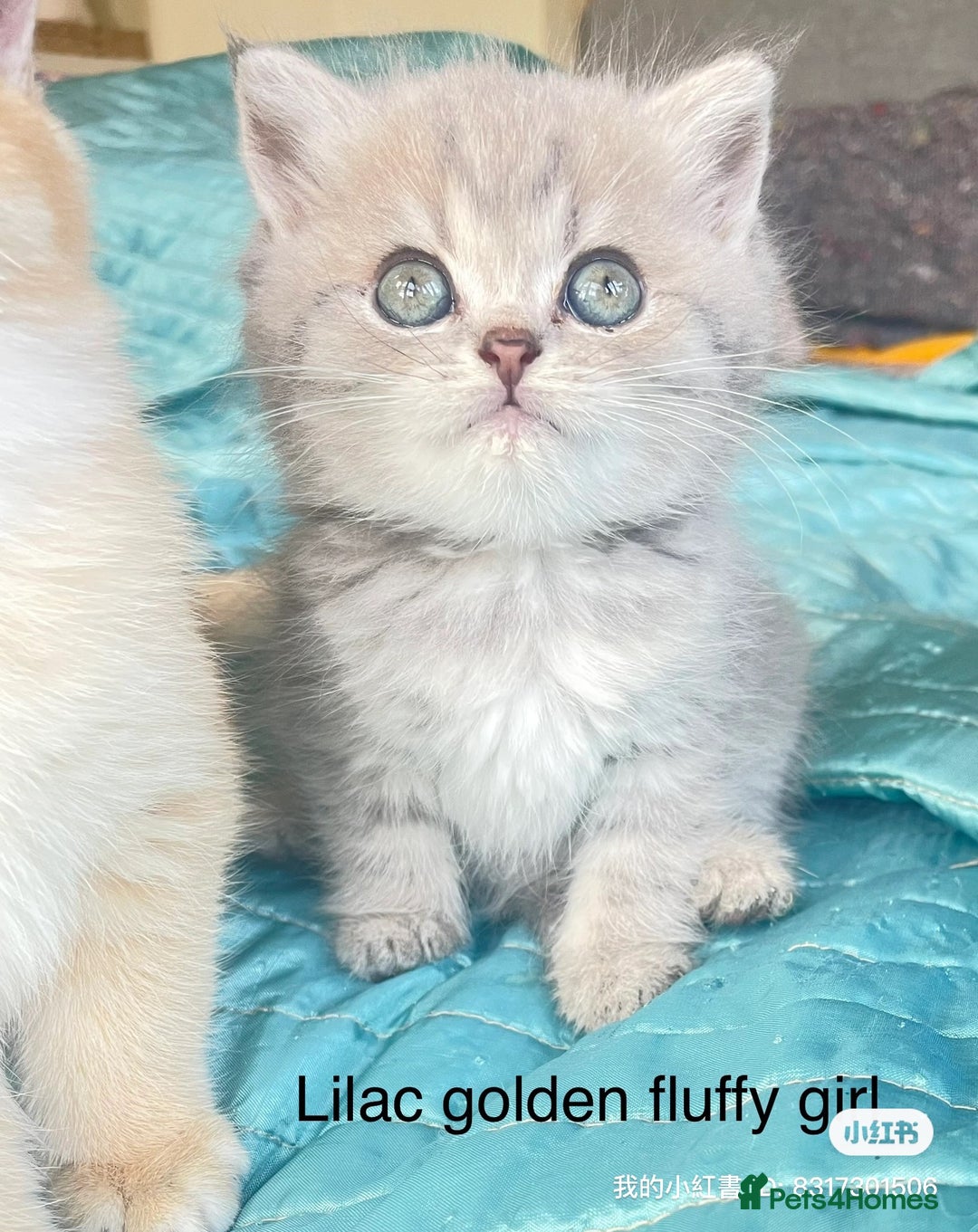 British Shorthair cats for sale: Gorgeous pure breed colour point and golden kitten - Image 5