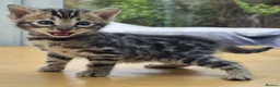Bengal cats for sale: 🐆 2 BEAUTIFUL TICA BENGAL GIRLS – £1,200 EACH 🐆 - Advert 17