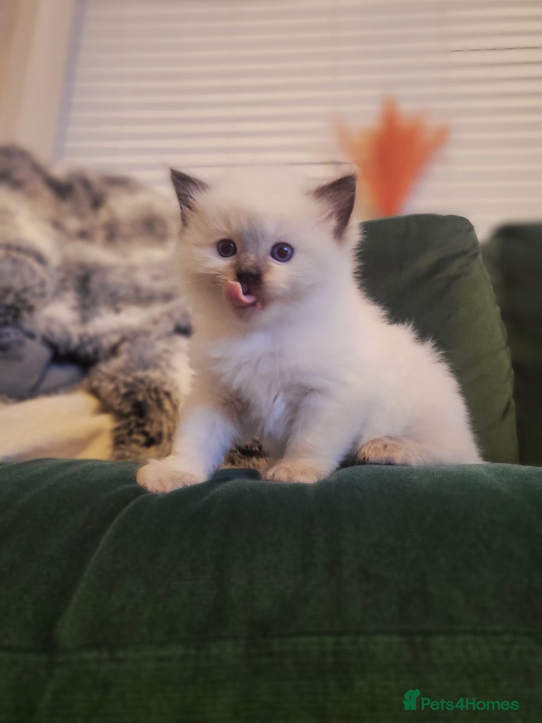 Ragdoll cats for sale: 1xmale 1xfemale ragdoll - Advert 1