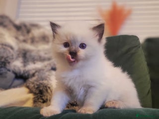 Ragdoll cats for sale: 1xmale 1xfemale ragdoll - Advert 1