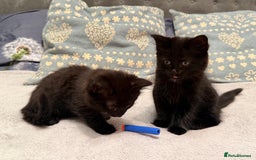 Mixed Breed cats for sale: Gorgeous fluffy kittens looking for a forever home - Image 7