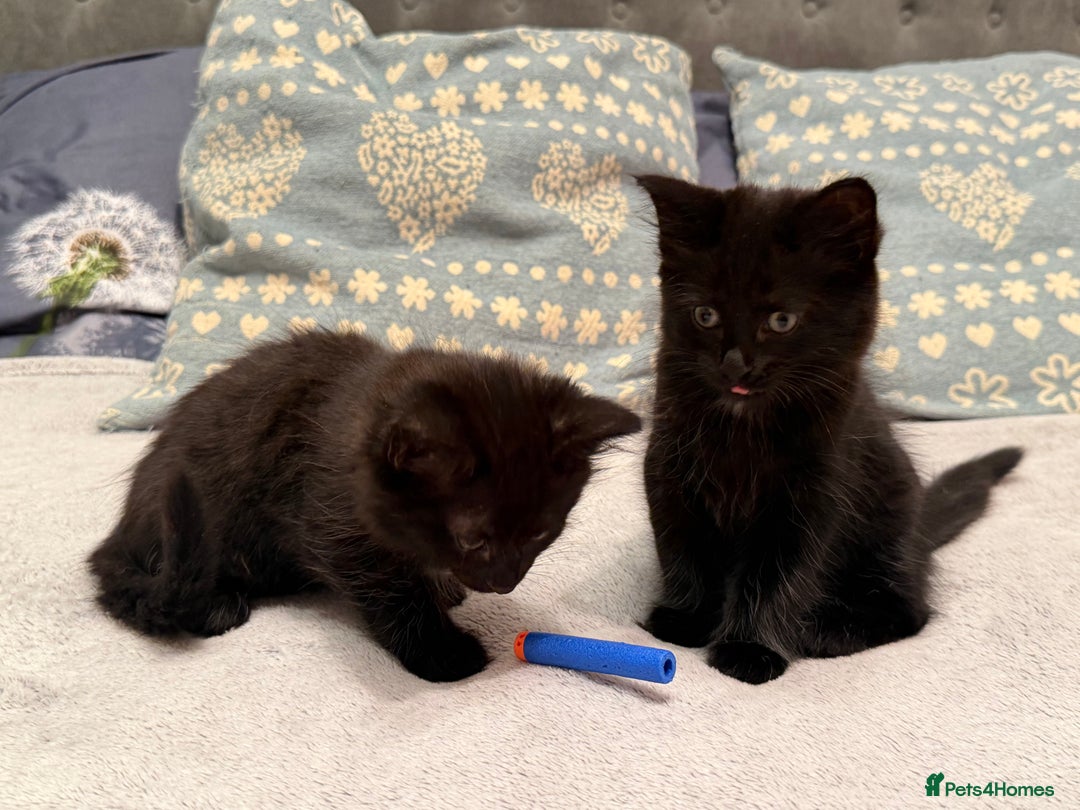 Mixed Breed cats for sale: Gorgeous fluffy kittens looking for a forever home - Image 7