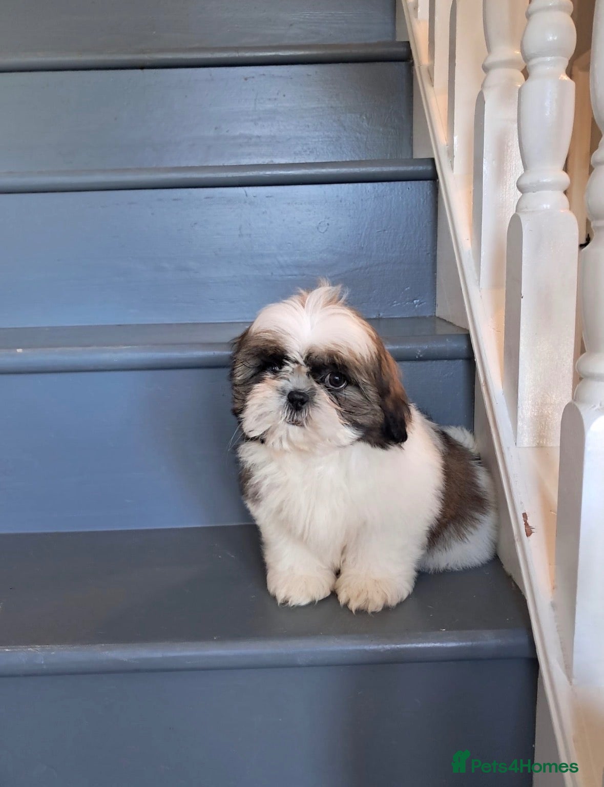 Shih Tzu dogs Adorable family raised Shih Tzu puppies for sale - Advert 5
