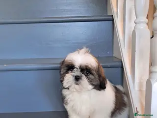 Shih Tzu dogs Adorable family raised Shih Tzu puppies for sale - Advert 1