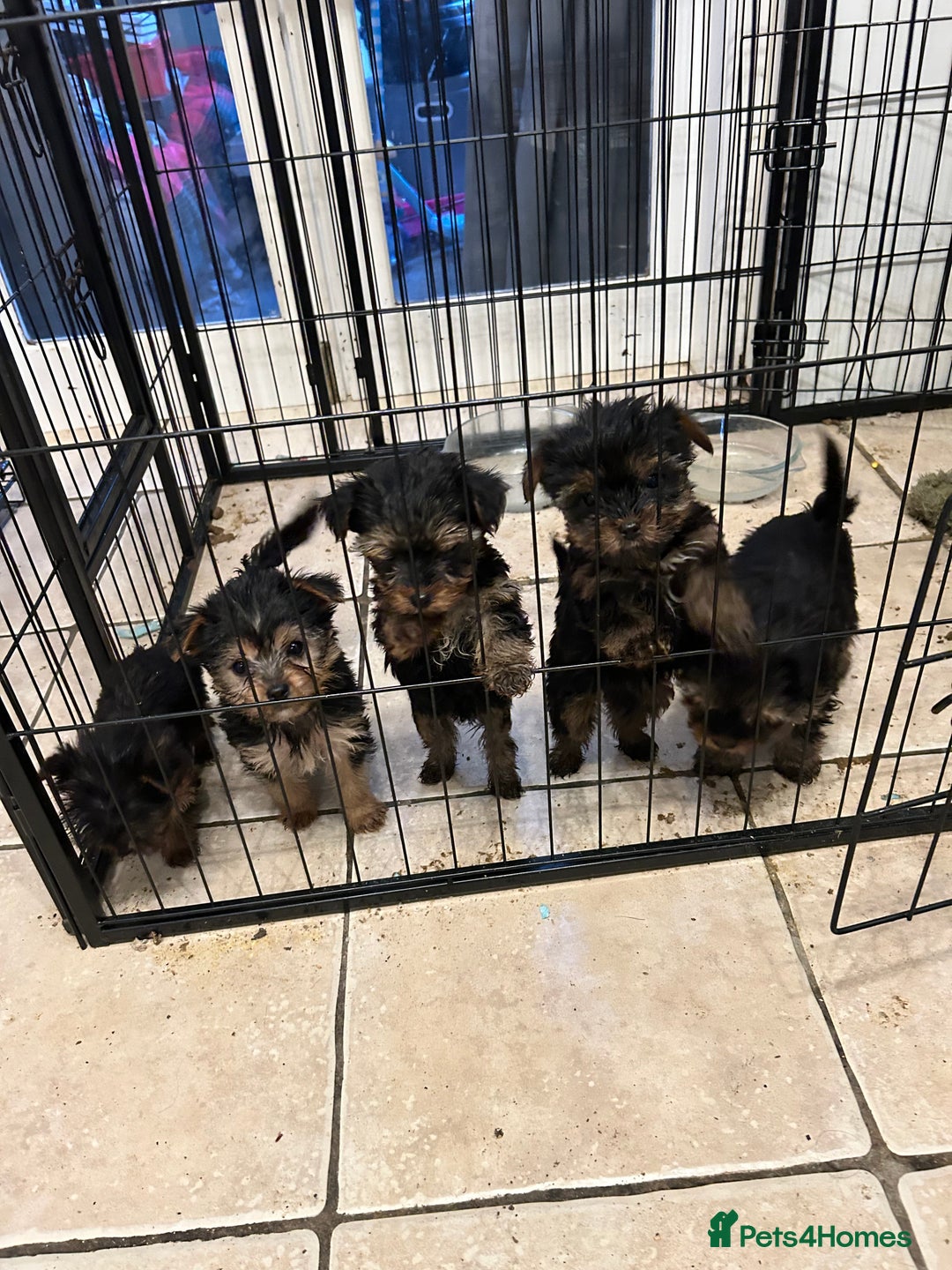 Yorkshire Terrier dogs for sale: 5 Full pedigree Yorkshire terrier pups - Advert 2