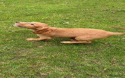 Cocker Spaniel dogs for sale: Cocker Spaniel puppies for sale - Image 9