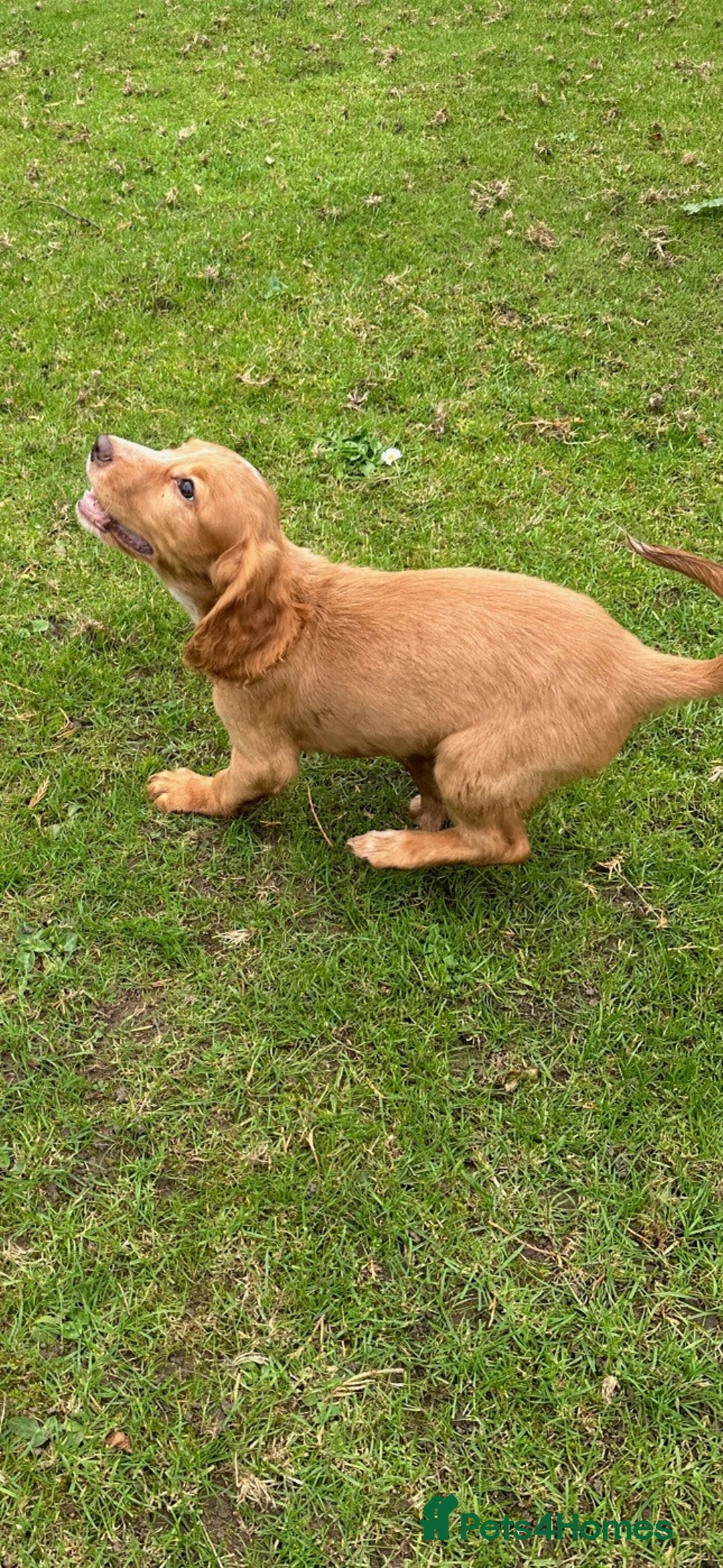 Cocker Spaniel dogs for sale: Cocker Spaniel puppies for sale - Image 9