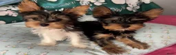 Yorkshire Terrier dogs for sale: Yorkshire terrier/Mini/Parti-colored/Traditional - Advert 4