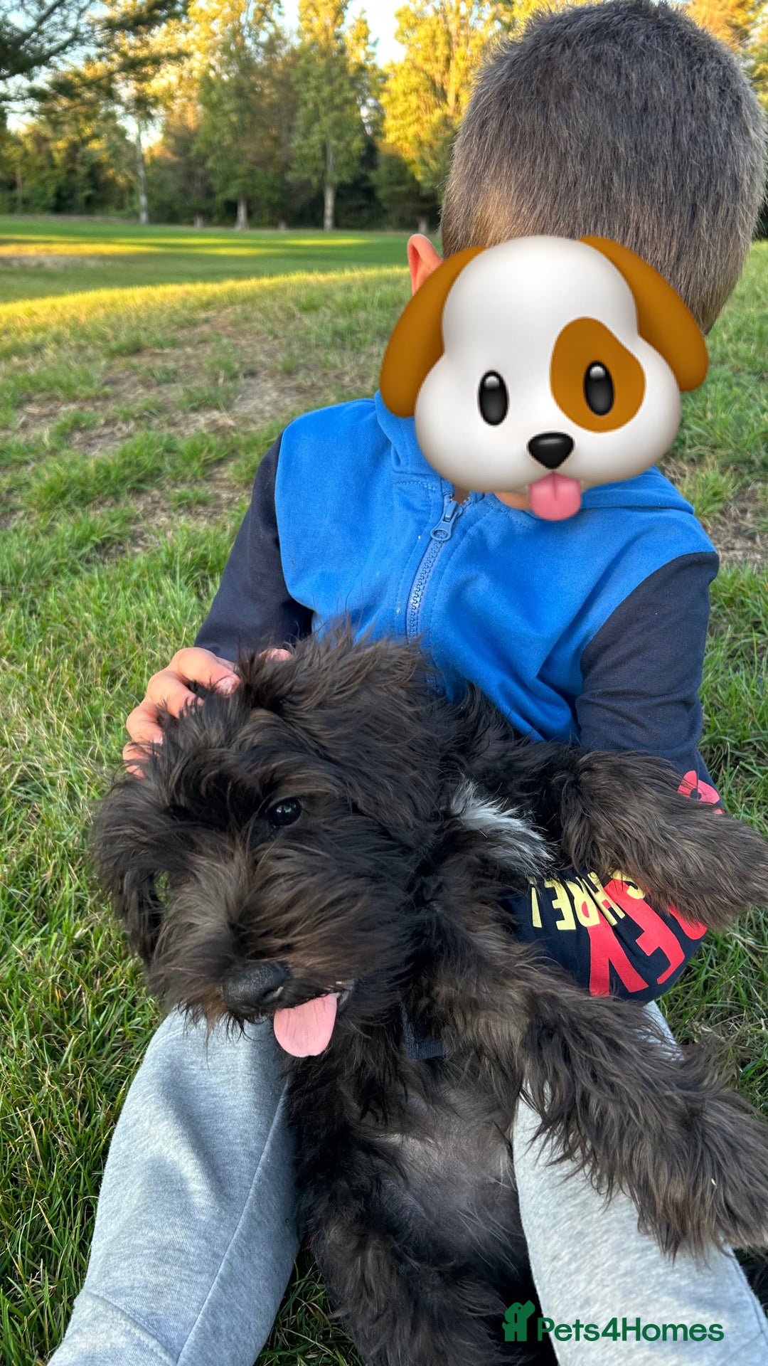 Miniature Schnauzer dogs for sale: Lovely KC Mini Schnauzer 4 months Fully Vaccinated - Image 12