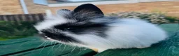 Mixed Breed rabbits for sale: Netherland dearf and lion head baby  - Advert 4