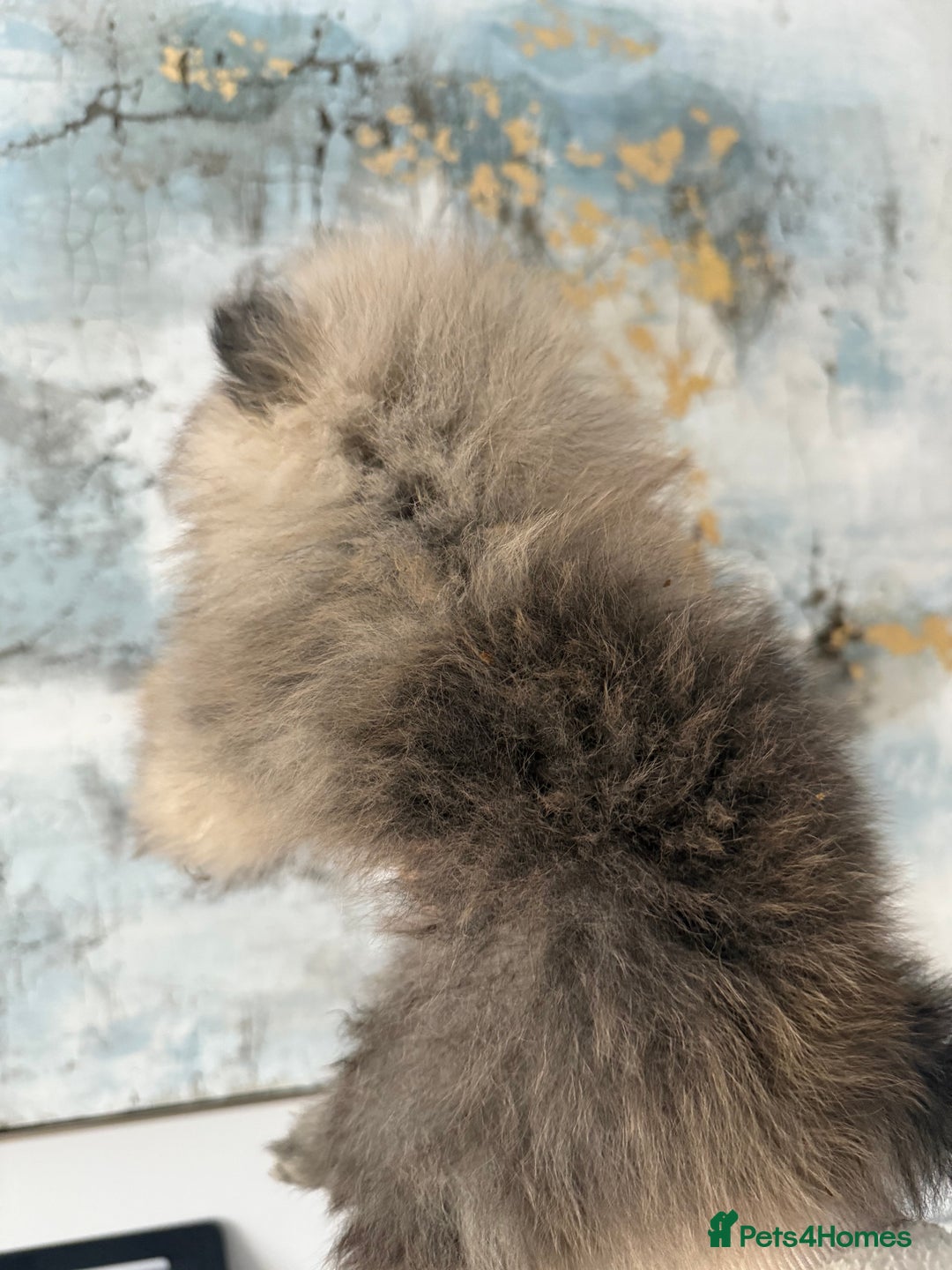 Pomeranian dogs for sale: KC Registered Pomeranian Puppies - Advert 15